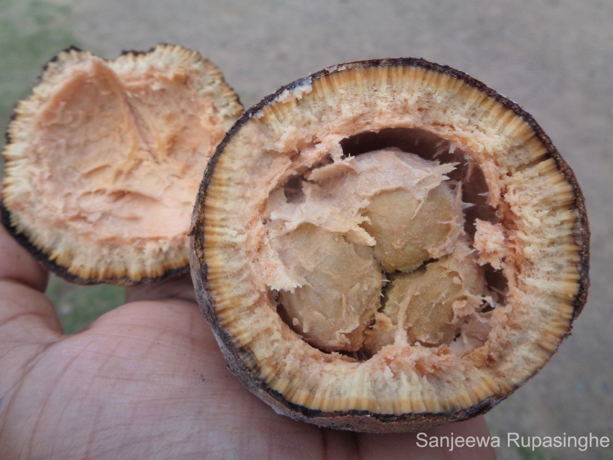 Hydnocarpus octandrus Thwaites